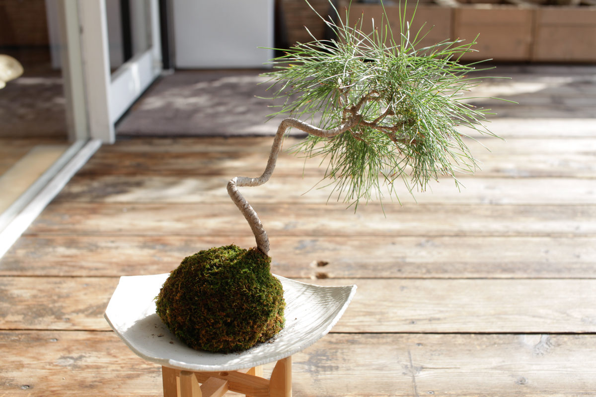 京都の苔玉屋さん 壬生源 で苔玉の修理をしてもらいました 京都デニム